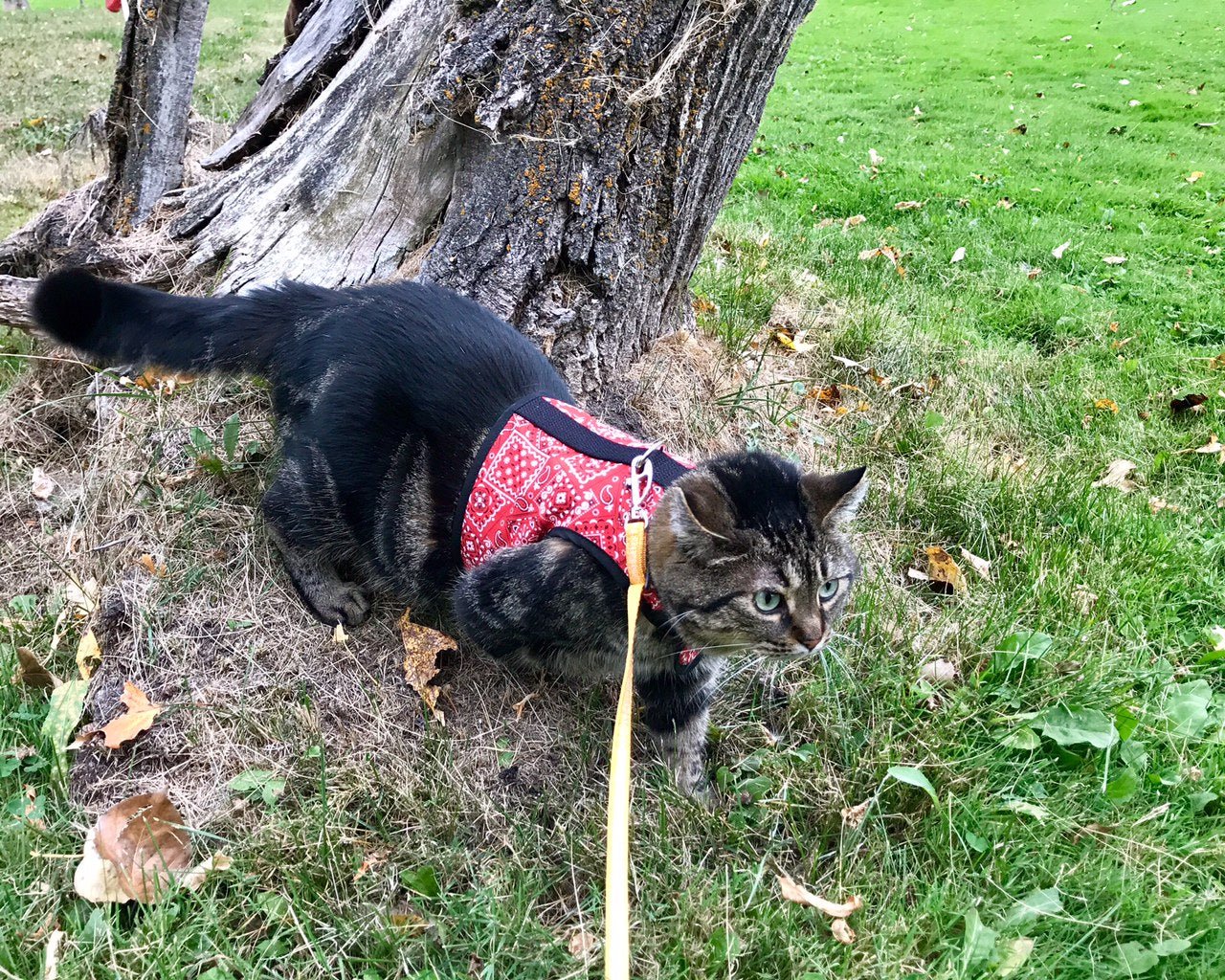 Cute black cat wearing Crazy K Farm Pet and Poultry Kitty Holster cat harness made in USA, with adjustable straps and secure fit.
