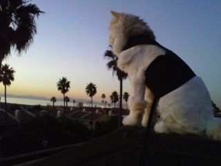 Kitty Holster Cat Harness (Made in USA) - Blessings Grow Meadows