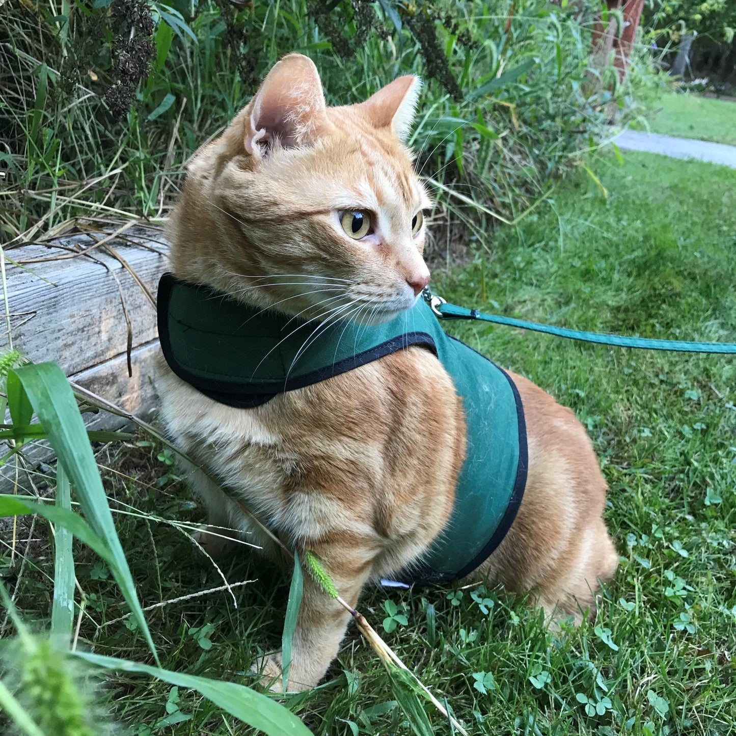 Pink Kitty Holster cat harness by Crazy K Farm Pet and Poultry, made in USA, with adjustable straps and secure fit for cats.
