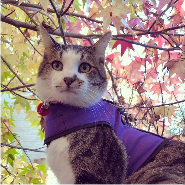 Cute kitty wearing Crazy K Farm Pet and Poultry Kitty Holster Cat Harness, made in USA, with adjustable straps and secure fit.