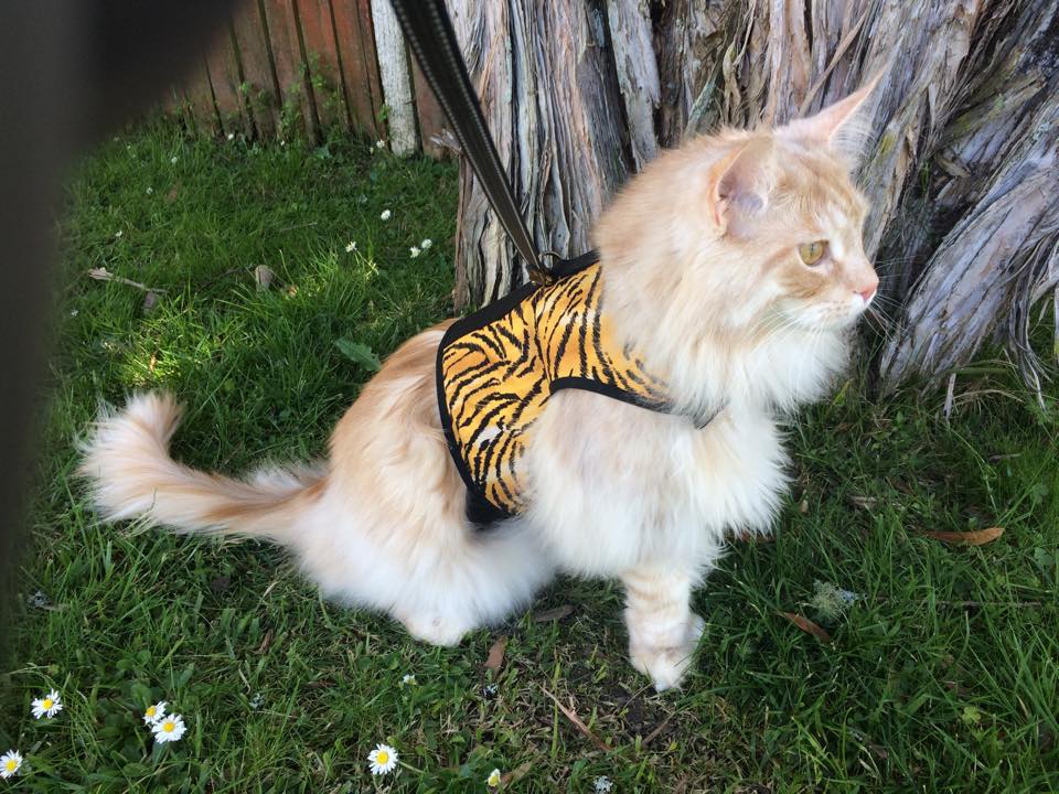 Kitty Holster Cat Harness (Made in USA) - Blessings Grow Meadows