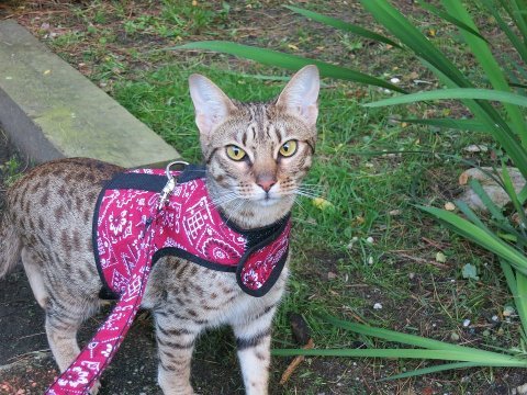 Kitty Holster Cat Harness (Made in USA) - Blessings Grow Meadows