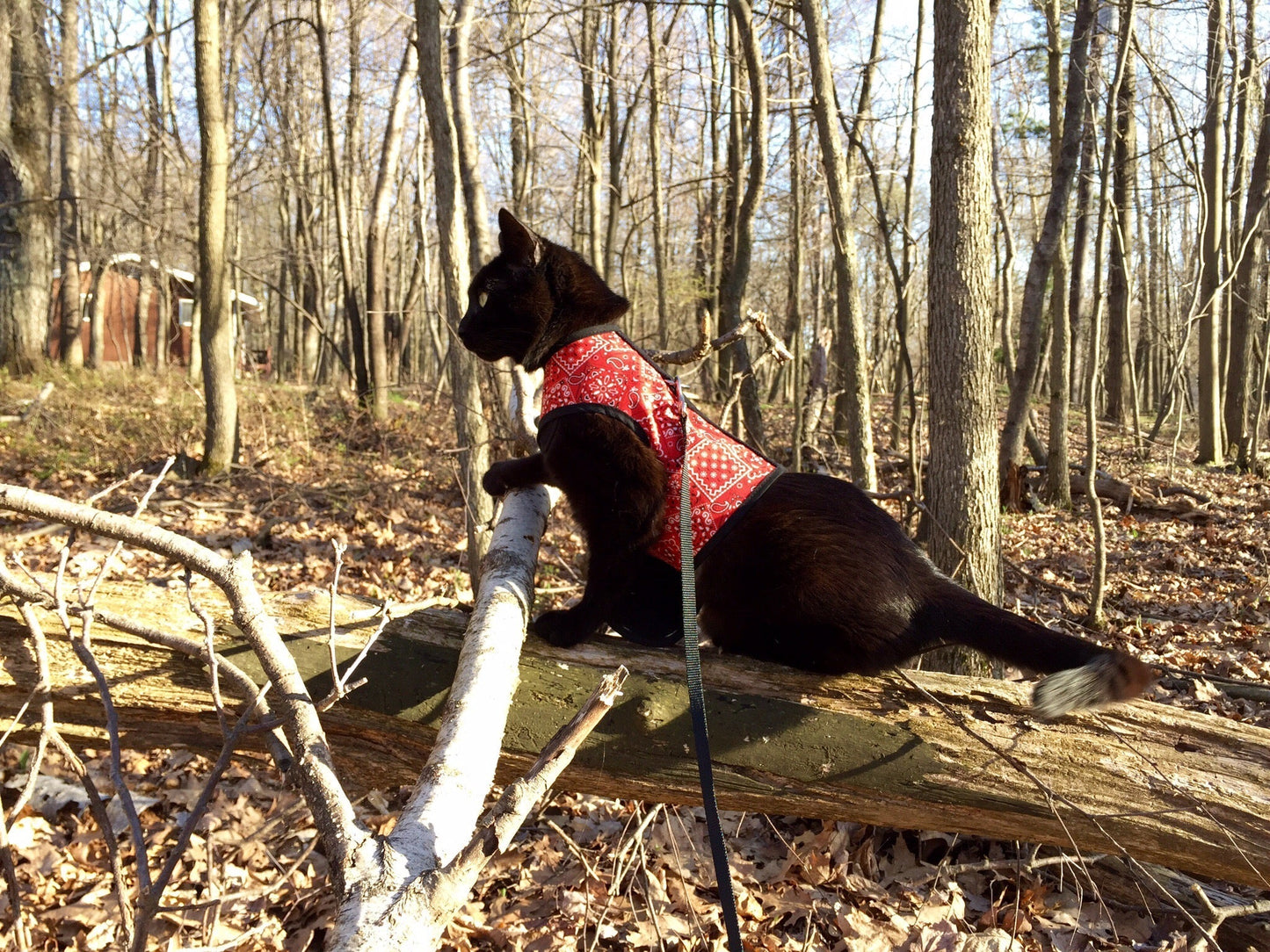 Cute kitten wearing Crazy K Farm Pet and Poultry Kitty Holster cat harness made in the USA, with adjustable straps and soft material.