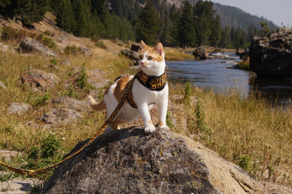 Kitty Holster Cat Harness (Made in USA) - Blessings Grow Meadows