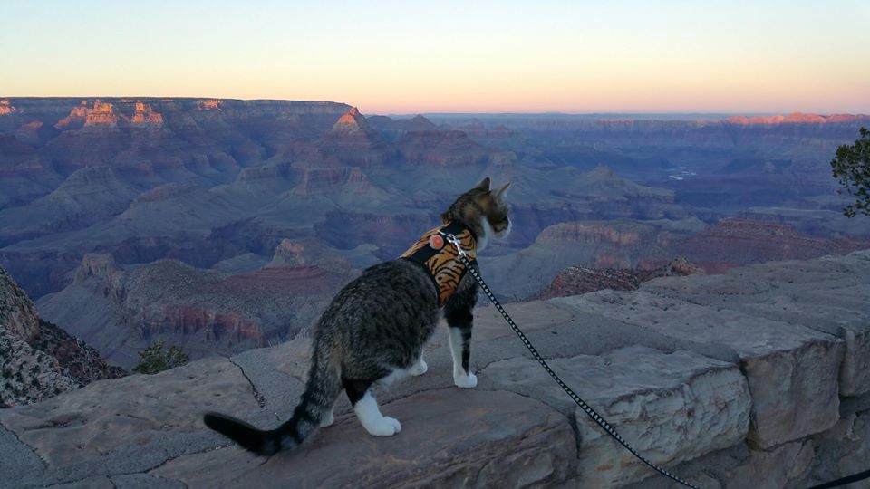 Pink Kitty Holster cat harness by Crazy K Farm Pet and Poultry, made in the USA, shown on a cute cat with adjustable straps.