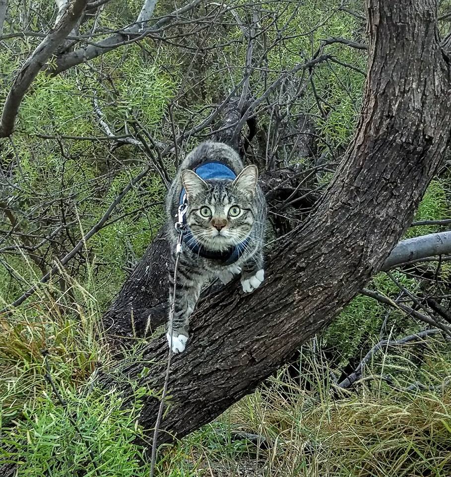 Kitty Holster Cat Harness (Made in USA) - Blessings Grow Meadows