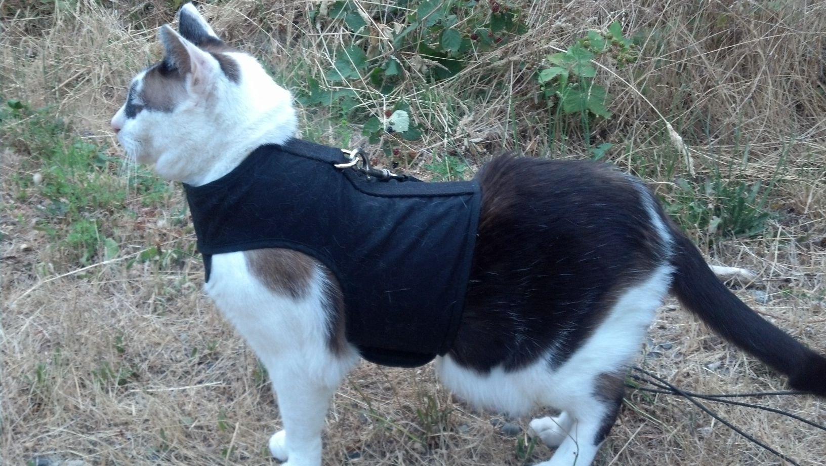 Kitty Holster Cat Harness (Made in USA) - Blessings Grow Meadows