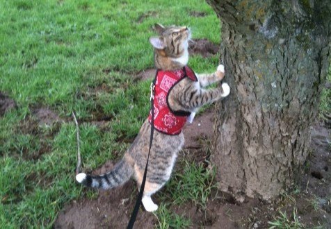 Kitty Holster Cat Harness (Made in USA) - Blessings Grow Meadows