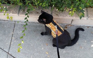 Kitty Holster Cat Harness (Made in USA) - Blessings Grow Meadows