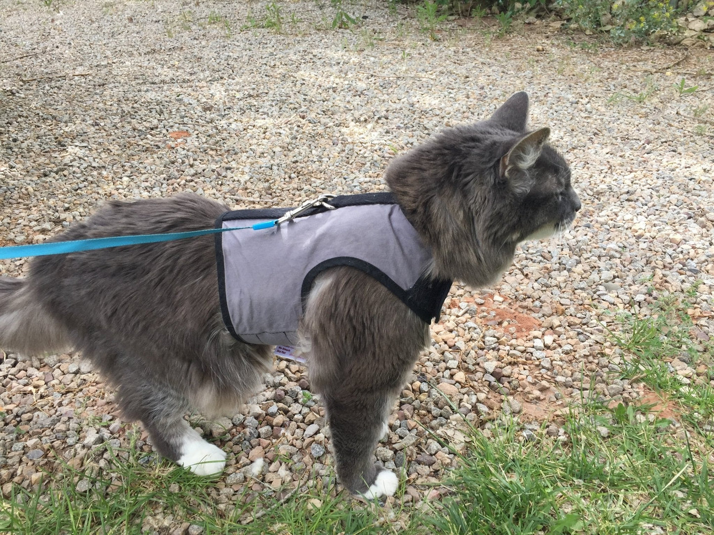 Kitty Holster Cat Harness (Made in USA) - Blessings Grow Meadows