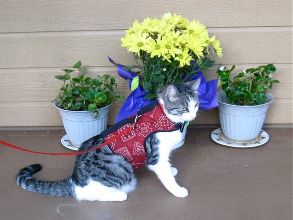 Kitty Holster Cat Harness (Made in USA) - Blessings Grow Meadows