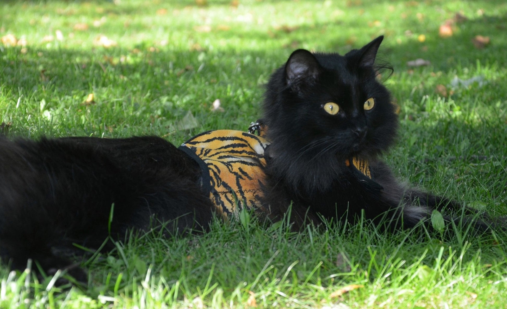 Kitty Holster Cat Harness (Made in USA) - Blessings Grow Meadows