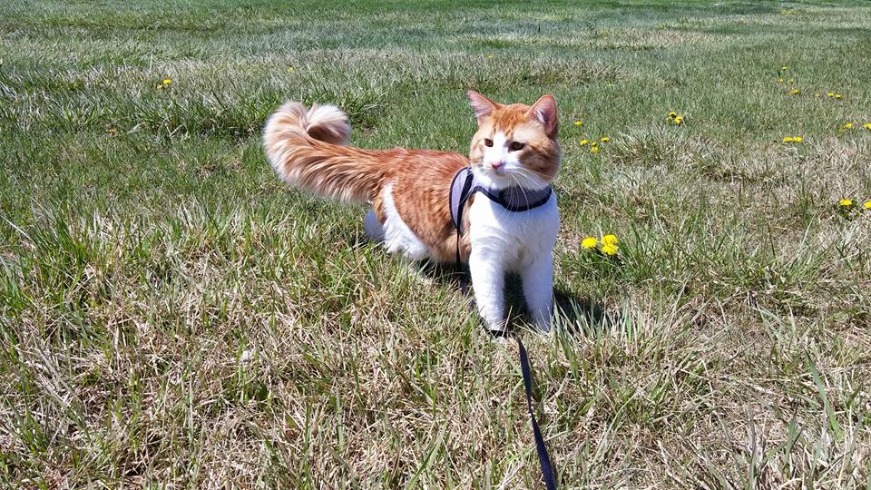 Kitty Holster Cat Harness (Made in USA) - Blessings Grow Meadows