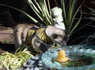 Kitty Holster Cat Harness (Made in USA) - Blessings Grow Meadows