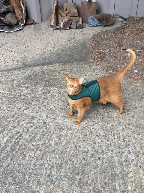 Kitty Holster Cat Harness (Made in USA) - Blessings Grow Meadows