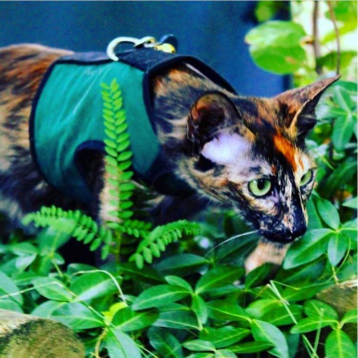 Kitty Holster Cat Harness (Made in USA) - Blessings Grow Meadows