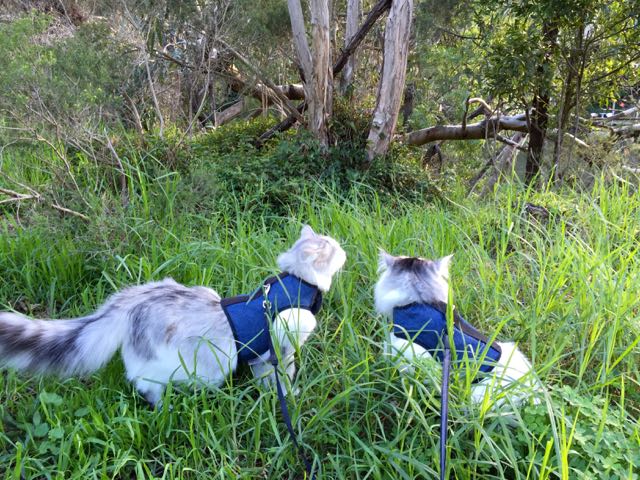 Kitty Holster Cat Harness (Made in USA) - Blessings Grow Meadows