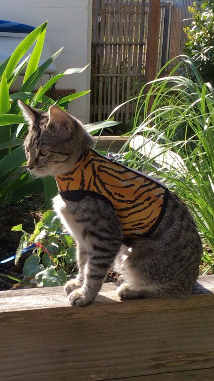 Kitty Holster Cat Harness (Made in USA) - Blessings Grow Meadows