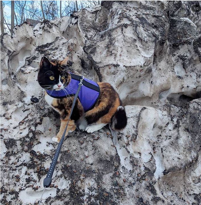 Kitty Holster Cat Harness (Made in USA) - Blessings Grow Meadows