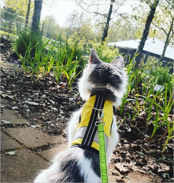 Kitty Holster Cat Harness (Made in USA Reflective Safety Harness) - Blessings Grow Meadows