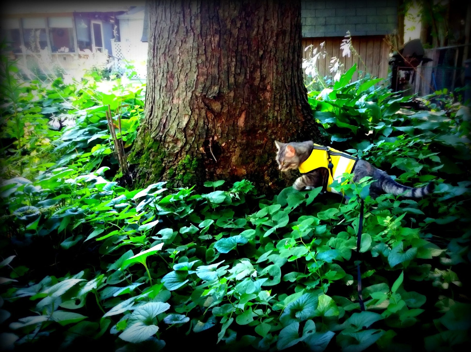 Kitty Holster Cat Harness (Made in USA Reflective Safety Harness) - Blessings Grow Meadows