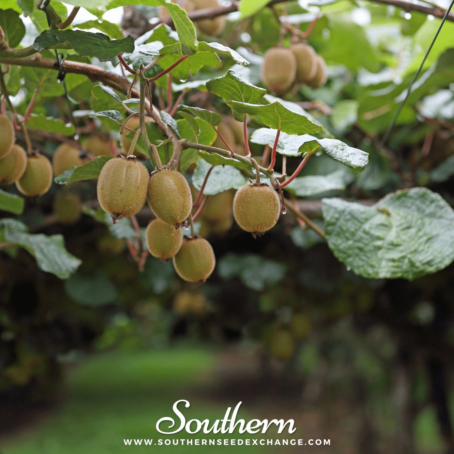 Close-up of kiwi fruit seeds, showing fresh green kiwi with vibrant seeds, from Southern Seeds' kiwi fruit seed packet.