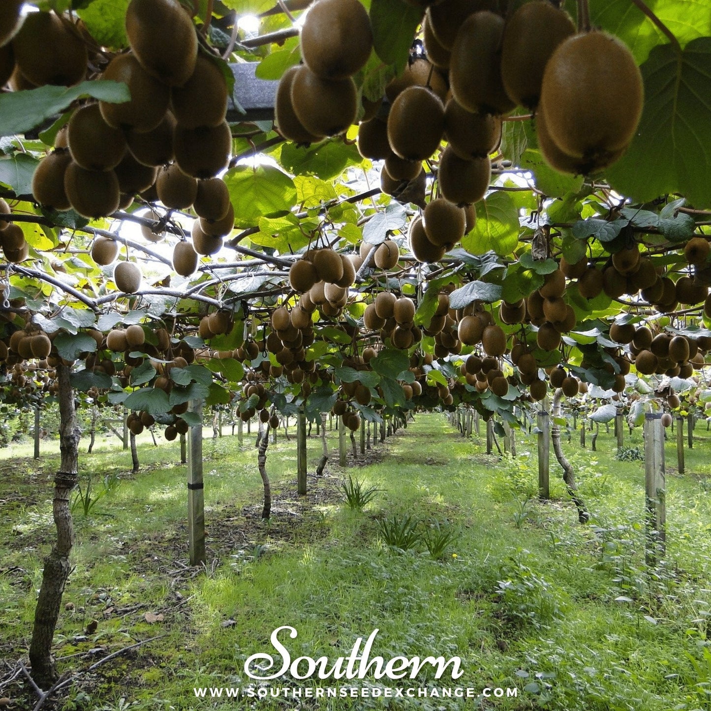 Fresh kiwi fruit from Southern Seeds, showing vibrant green flesh and seeds of Actinidia chinensis for planting.