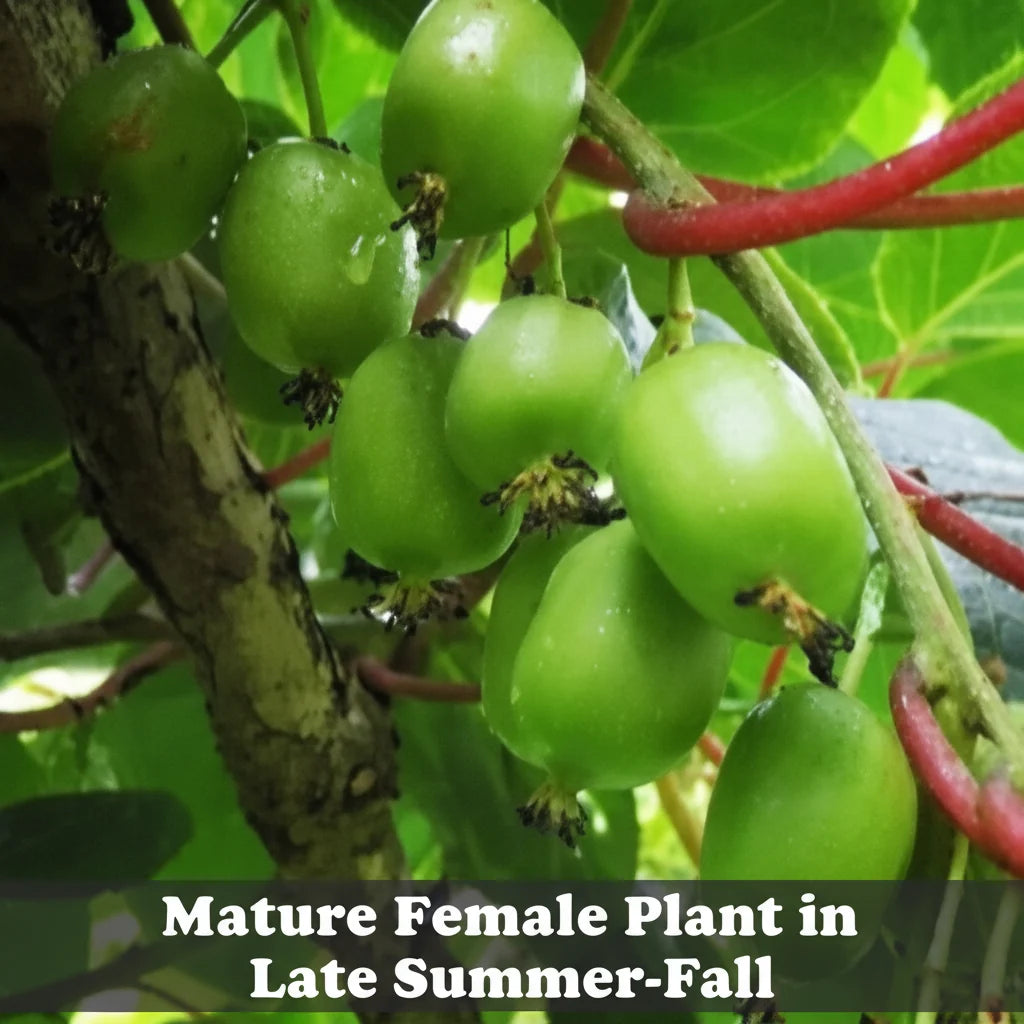 Hardy Kiwi Live Plants – Actinidia arguta – Anna Female & Meader Male – Edible Fruit Vine