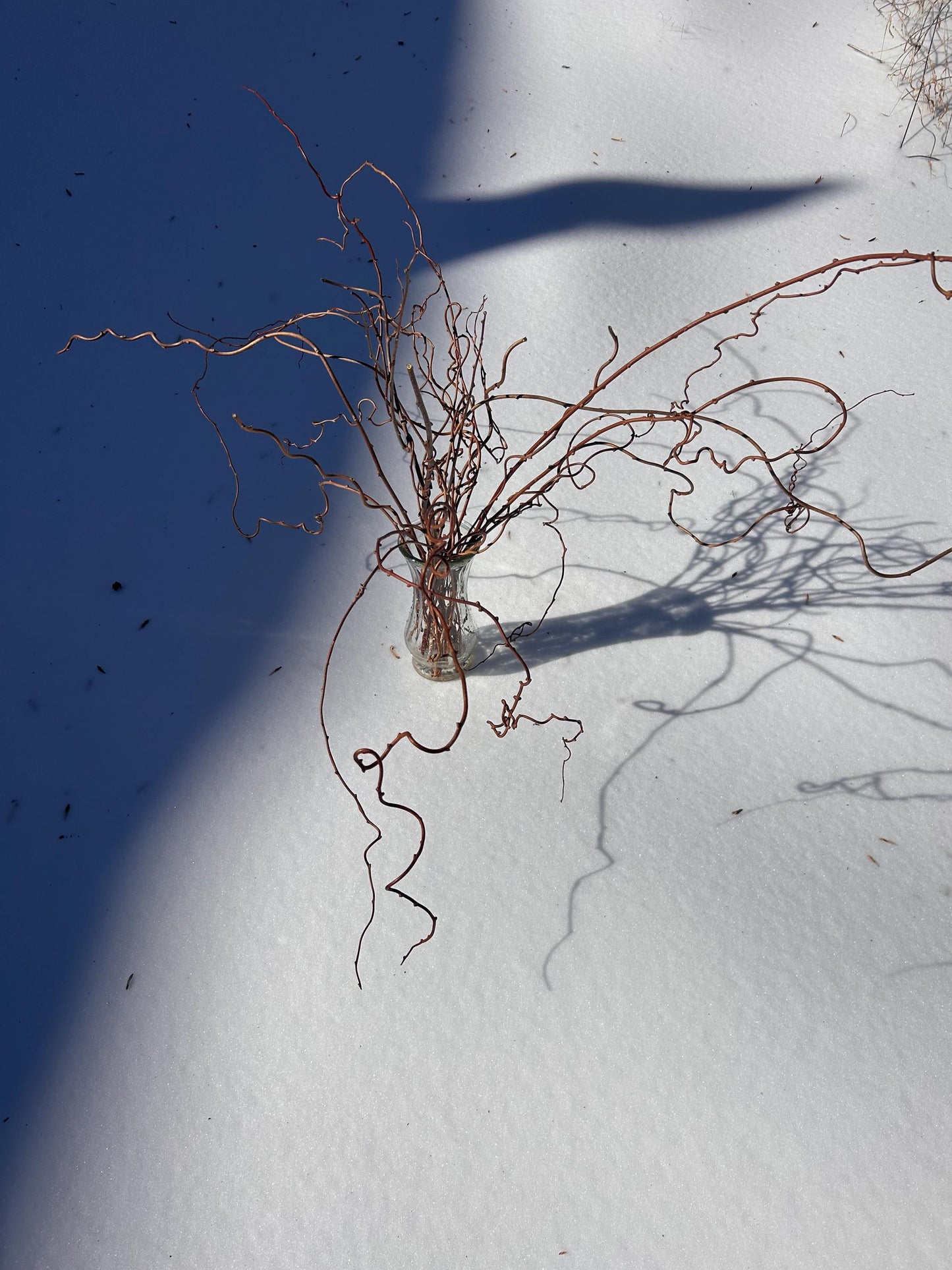Dried Real Kiwi Branches Decor - Weddings, Events, Home Decor, 10 Stems per Bunch