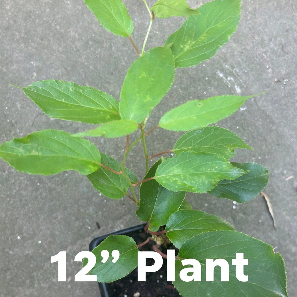 Hardy Kiwi Live Plants – Actinidia arguta – Anna Female & Meader Male – Edible Fruit Vine