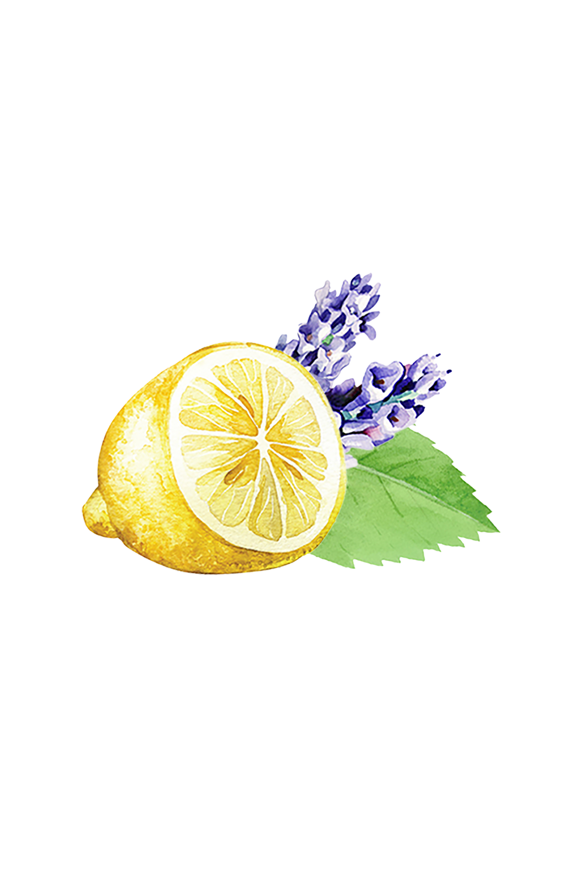 A watercolor of sliced lemon, purple lavender, and green leaves symbolizes the fresh scents of Rustic Strengths Floor Cleaner Concentrate | Lavender, Lemon & Mint on a transparent background.