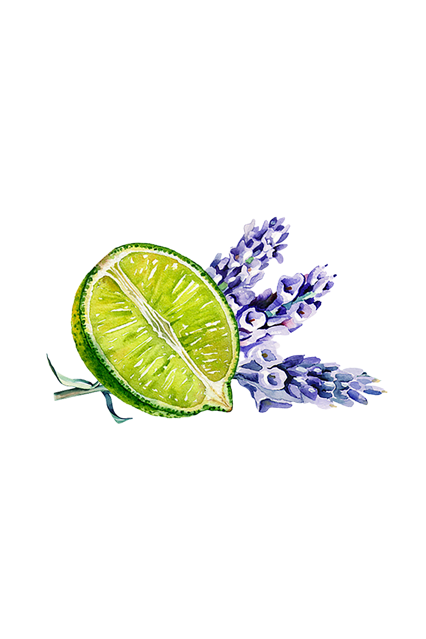 A vibrant watercolor of a halved lime and lavender sprigs on a black background captures the refreshing essence of Rustic Strength’s Epsom Salt Soak | Lavender & Lime.