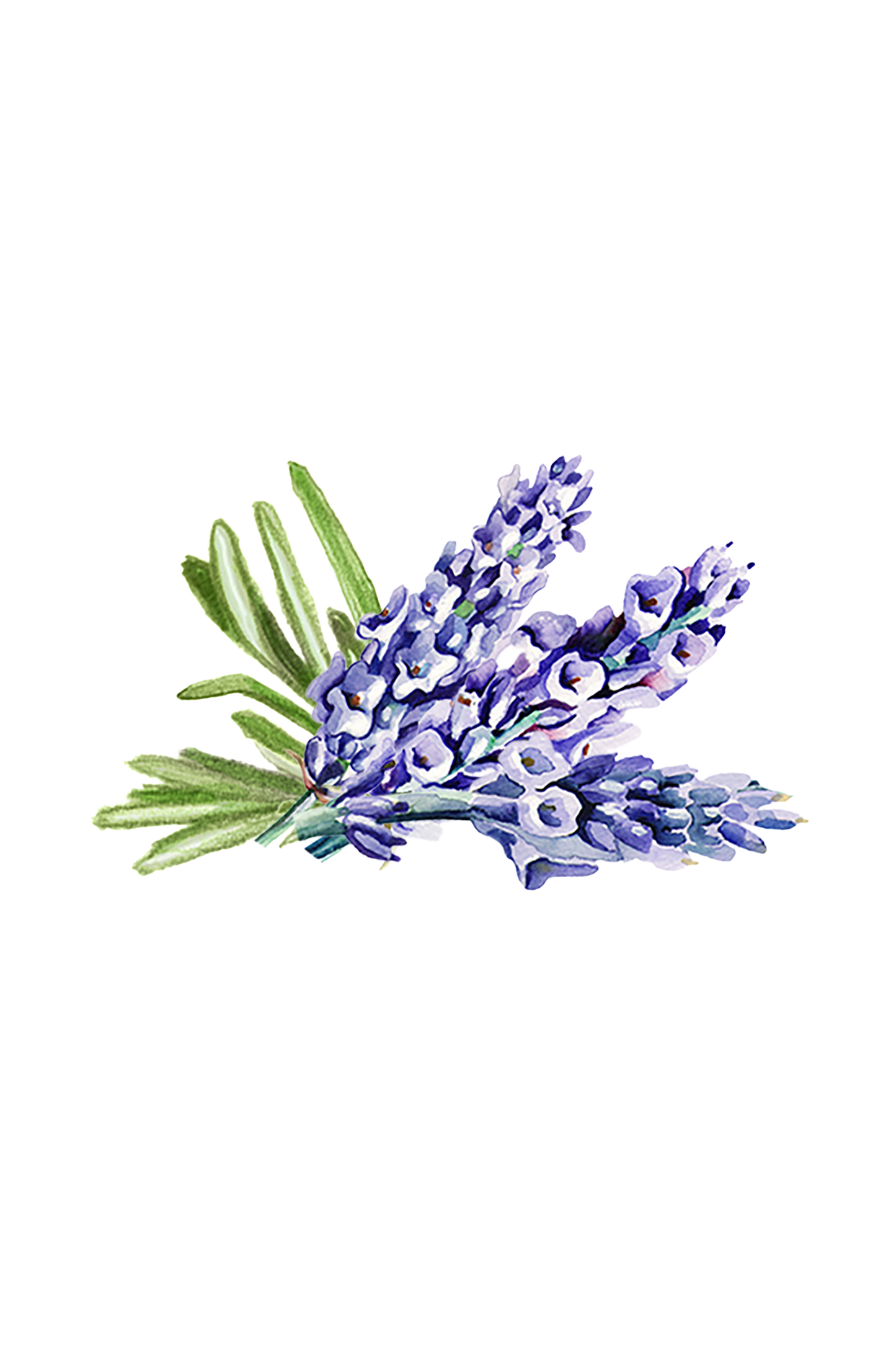 Watercolor illustration of a small lavender bouquet with purple petals and green leaves, inspired by Rustic Strength’s Hand Soap | Soothing Herbs, shown on a transparent background.