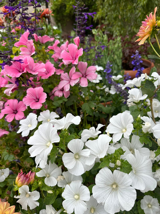 Pink and white Lavatera seeds from John's Plant Adventures, showing fresh seed packets for garden planting.