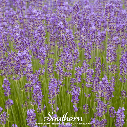 Munstead Lavender plant with lush purple flowers, 50 seeds from Southern Seeds, ideal for garden or landscape planting