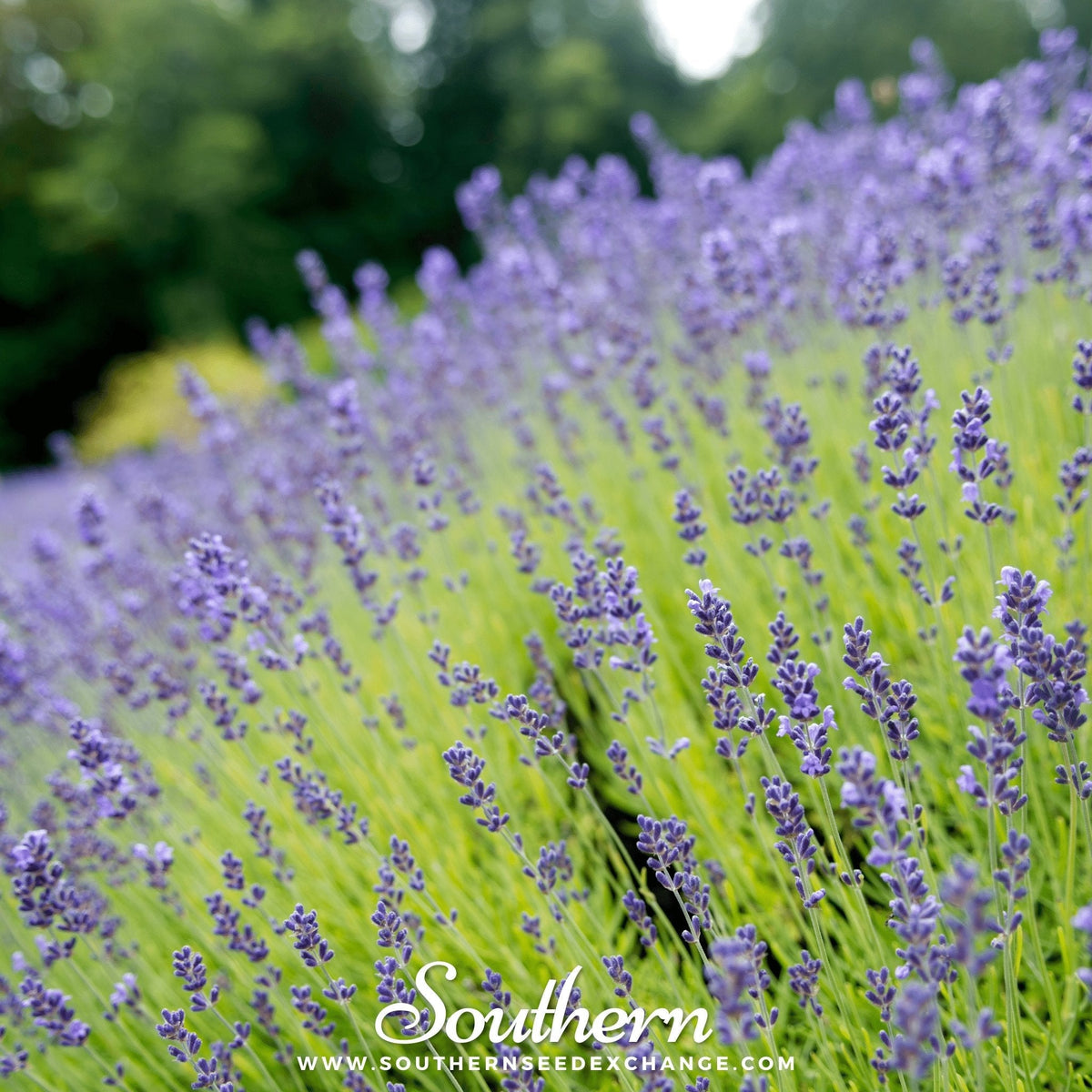 Munstead Lavender seeds from Southern Seeds, showing vibrant purple lavender flower buds and green foliage.