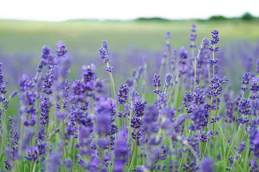 Close-up of Plantflix lavender herb seeds in packaging, showcasing small, dried lavender seed grains for planting.