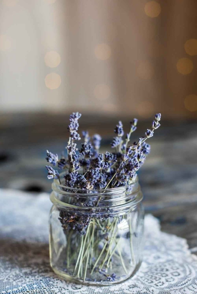 Lavender seeds from Plantflix, small herb seeds for planting lavender in garden or containers.