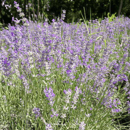 Spike Lavender seeds from Southern Seeds, showing a close-up of lavender seed packets with images of Spike Lavender plant.