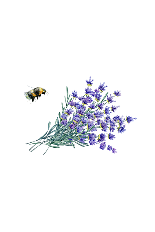 Illustration of a bumblebee flying near fresh lavender sprigs—green stems and purple flowers—evoking the soothing scent of Rustic Strength’s Hand Soap | Lavender Fields, set against a transparent background.