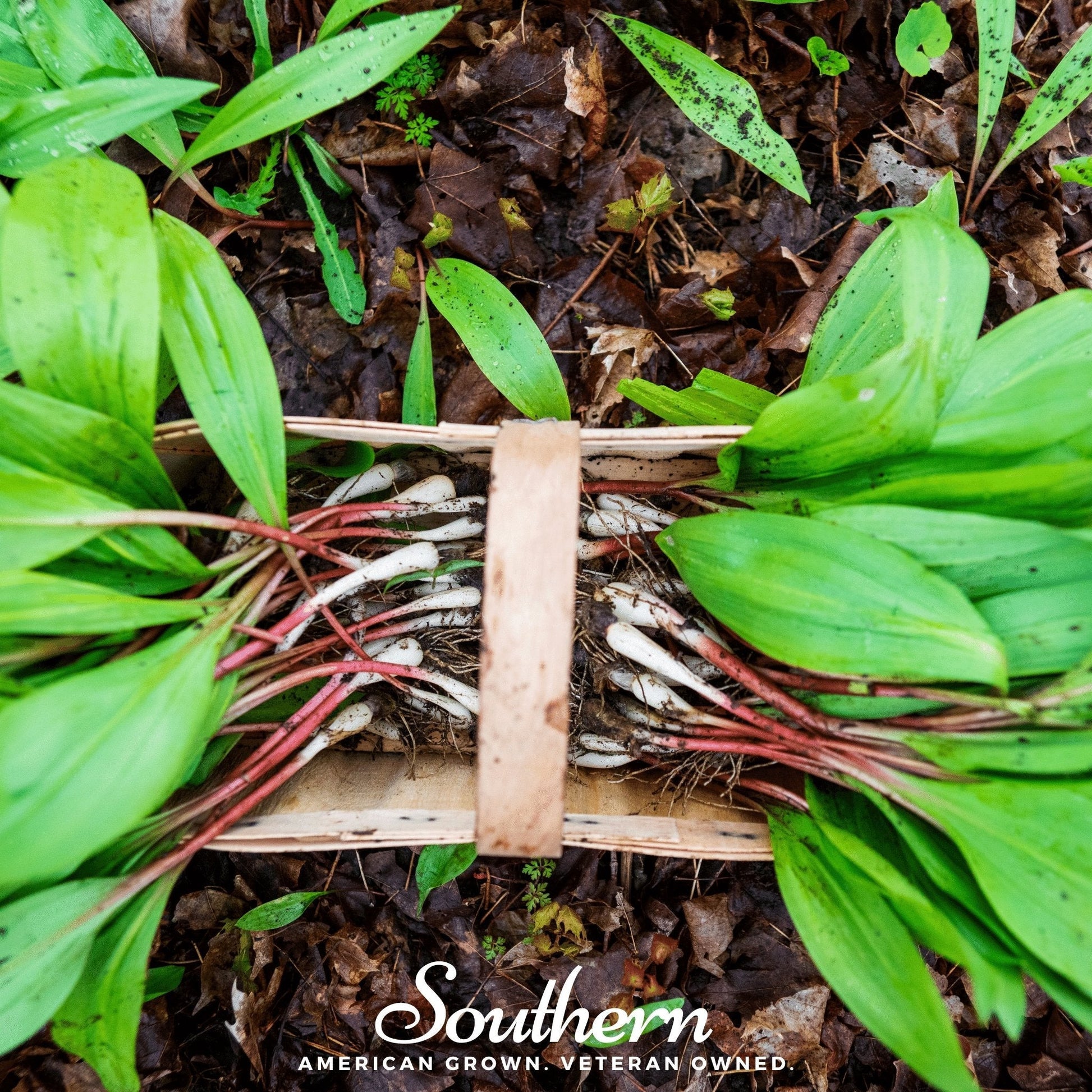 Wild leek (ramps) Allium tricoccum seeds from Southern Seeds, showing 10 fresh wild leek seeds on a neutral background.