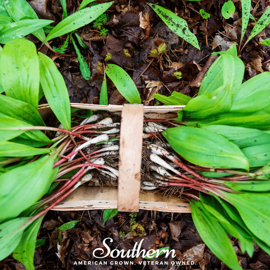 Wild leek (ramps) Allium tricoccum seeds from Southern Seeds, showing 10 fresh wild leek seeds on a neutral background.