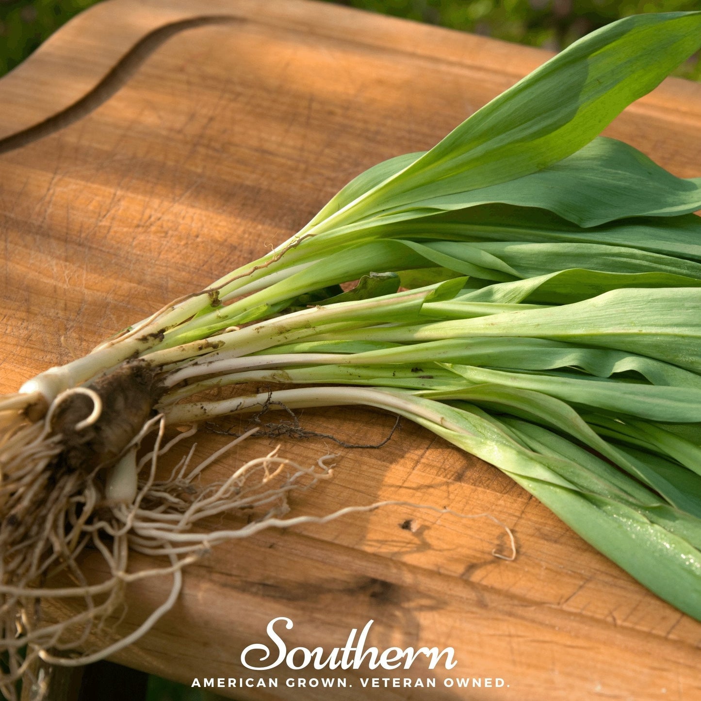 Wild leek (ramps) plant seeds from Southern Seeds, showing 10 Allium tricoccum seeds ready for planting.