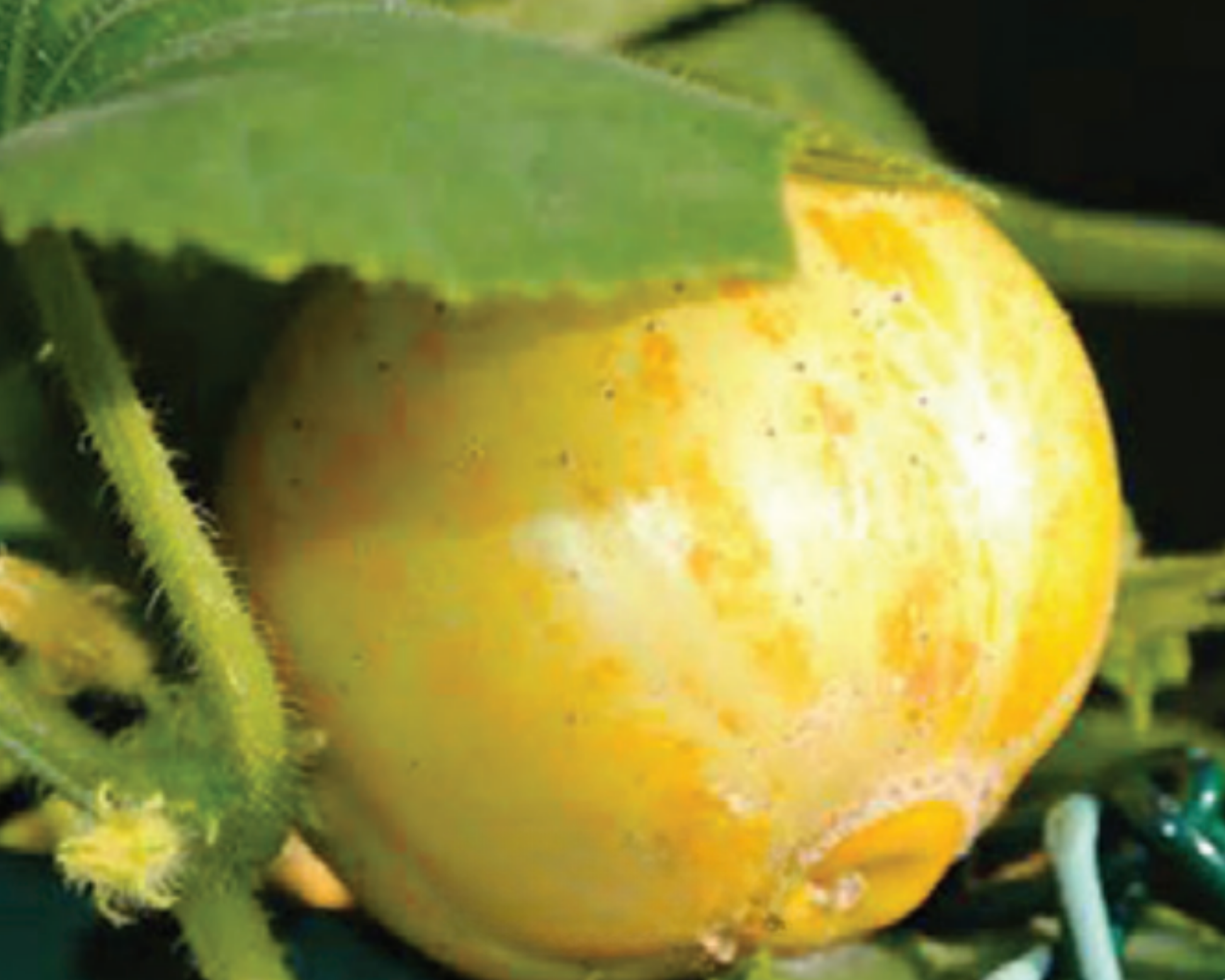 A smooth, round, pale yellow heirloom lemon cucumber from Seeds 'n Such grows on a vine, partially hidden by green leaves and stems, with subtle orange streaks on its skin. Grown from Lemon Cucumber Seeds.