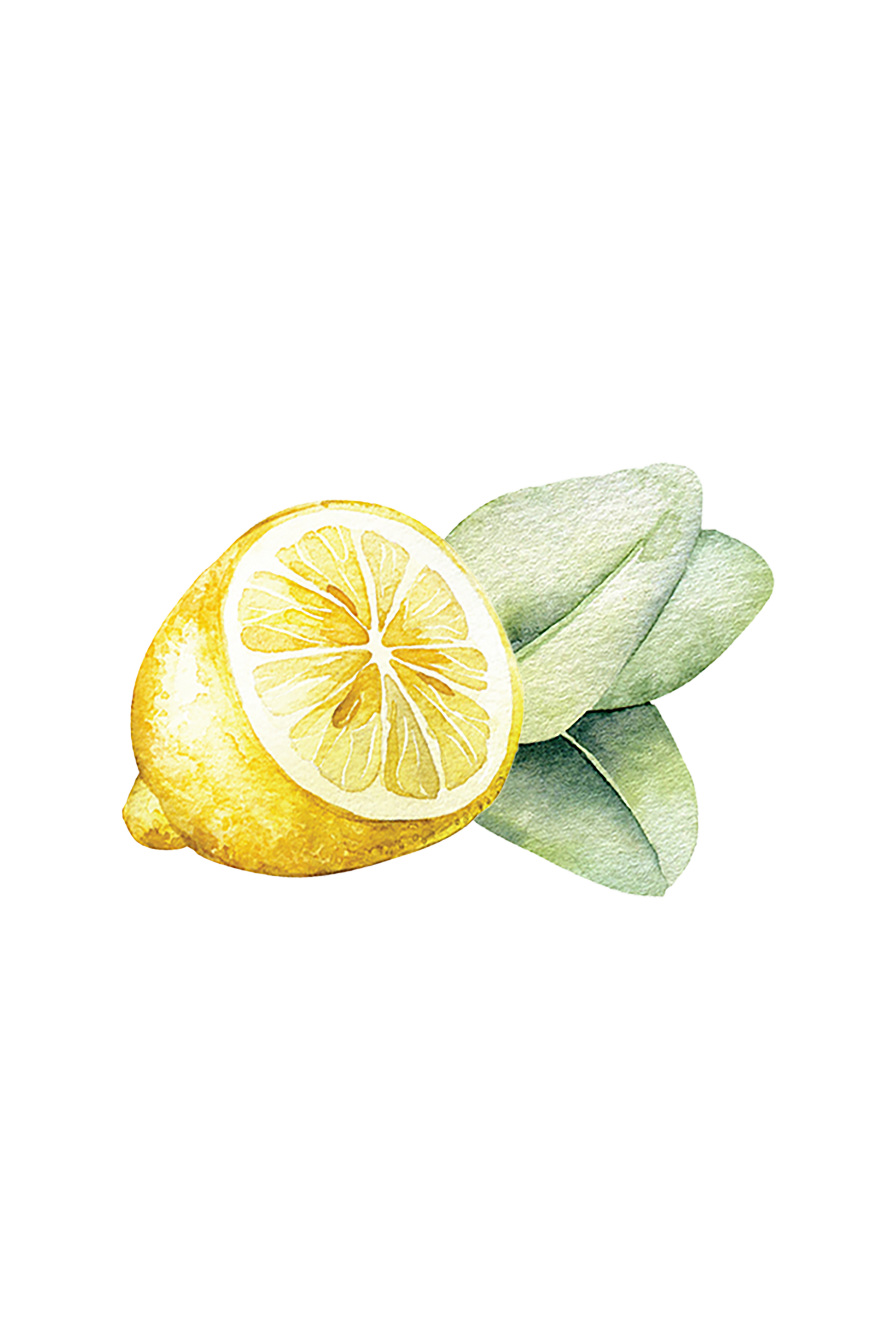 A watercolor of a halved lemon with green leaves on a black background captures the freshness of natural ingredients in Rustic Strengths Lemon & Eucalyptus biodegradable dish soap.