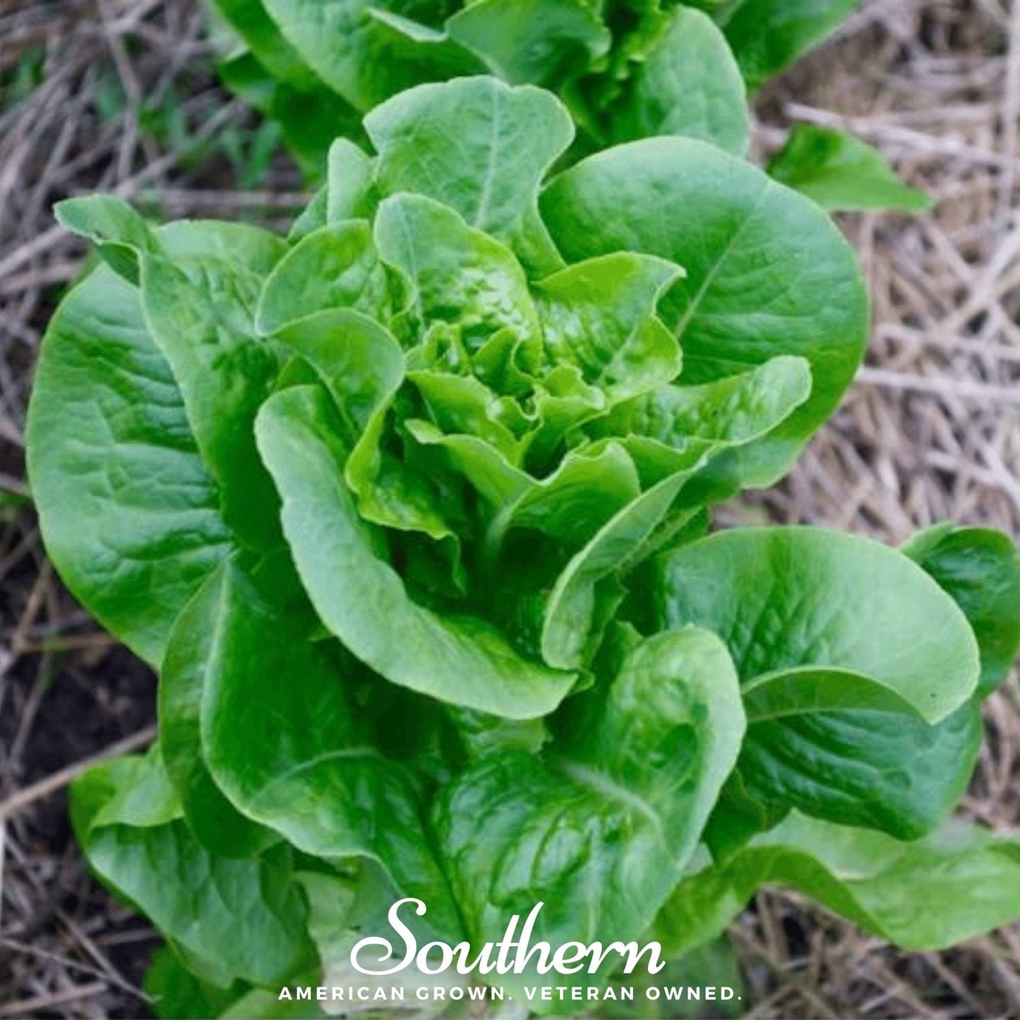 Bibb Summer Lettuce seeds from Southern Seeds, 500 seeds for planting fresh lettuce in your garden.
