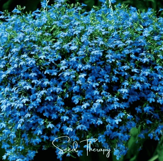 Blue Carpet Lobelia seeds from Southern Seeds, 100-pack, small seed packet for planting vibrant blue ground cover flowers.