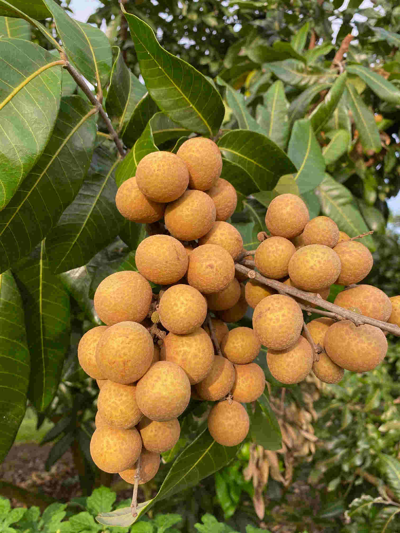 Longan Kohala Tree, Air-Layered - Blessings Grow Meadows