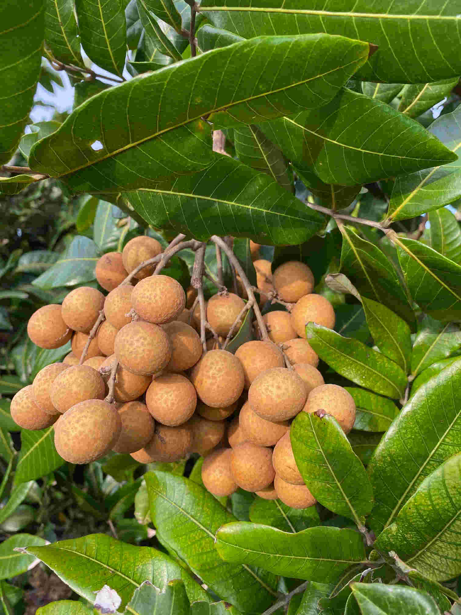 Longan Kohala Tree, Air-Layered - Blessings Grow Meadows
