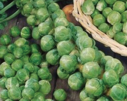 Long Island Improved Brussels Sprout Seeds - Blessings Grow Meadows